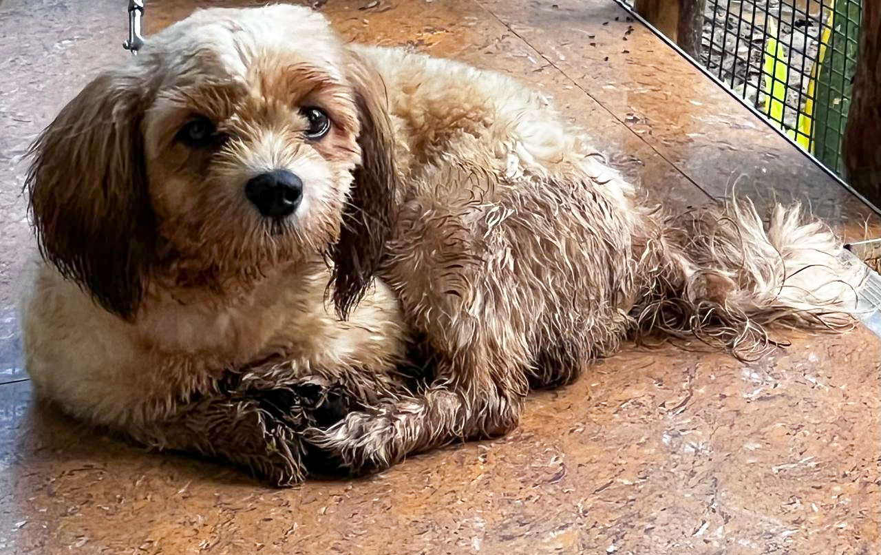 Our shit tzu dog was so dirty and muddy during the brownout, my reminder to keep things together